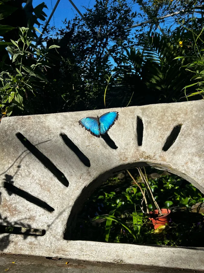A blue morpho butterfly at Casa Alegria
